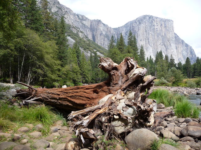 前日はSan Franciscoから移動して、Yosemiteで宿泊<br />↓<br />Yosemite National Parkを観光<br />大自然の中を車でドライブ、散歩（ハイキング？）して色んな岩山、滝、川、緑地などの景色を見て周り、流石世界遺産だけに心が少し安らげたように思えました。<br />↓<br />同じホテルでもう１泊して、翌日はSequia National Park, LAへ<br /><br />