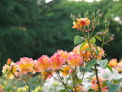 京都府立植物園へ　薔薇園は花ざかり　