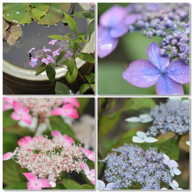 ■桜の季節が終わり、紫陽花の季節が始まろうとしている鎌倉を散歩してきました。小雨がぱらつく曇り空の下、咲き始めた紫陽花を探してきました。<br /><br />■長谷駅---?光則寺---?御霊神社---?成就院---?大巧寺---?本覚寺---?妙本寺---?安国論寺---?妙法寺---?鎌倉宮---鎌倉駅<br />■Googleマップでハイキングコースを辿っています。<br />http://maps.google.co.jp/maps/ms?hl=ja&amp;amp;gl=jp&amp;amp;ie=UTF8&amp;amp;oe=UTF8&amp;amp;msa=0&amp;amp;msid=111401057908086377946.00046b8754dbf33e703d1<br /><br />●鎌倉Today<br />http://www.kamakuratoday.com/