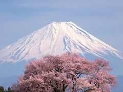 山梨の桜　2009