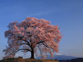 山梨の桜