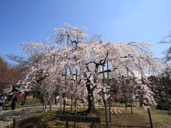 小石川後楽園の桜