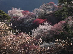 吉野梅郷