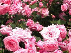 咲き誇る薔薇の花−安らぎのバラ園◆RSKバラ園
