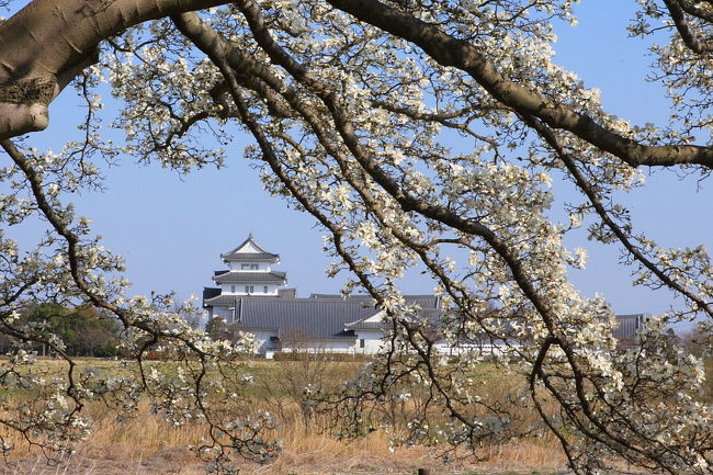 2009年3月30日撮影<br />千葉県と茨城県の県境、千葉県側の県立関宿城博物館の無料駐車場に車を止めての散策です。<br />利根川と江戸川の分流地点に位置する多種の樹木がある公園です。とくに関東一と言われる辛夷（こぶし）の大樹は春になると樹全体に純白の花を咲かせ、見事な景観です。天気の穏やかな日には最高です。<br /><br /><br />アクセスは県道結城境線で境町の境大橋（利根川）から関宿町を経て関宿城博物館へ。<br />又は、国道３５４号線境町から境大橋から関宿城博物館へ。博物館駐車場から徒歩３分<br />住所　茨城県猿島郡五霞町大字山王地先