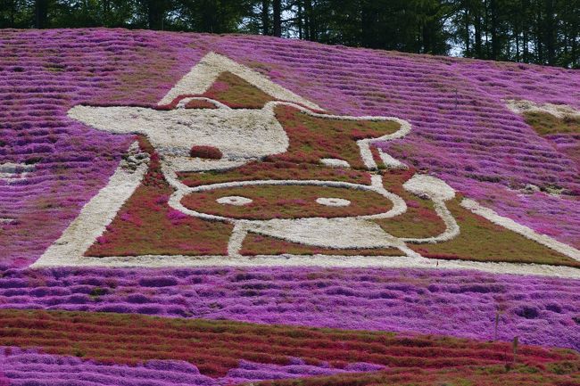 両親とお花見に行くのが毎年定番化しており、今回選んだのは北海道の２大芝桜のツアー。<br /><br />本当は満開の時期に行く予定だったのですが、仕事の都合で延期に。<br />一番良い時期は逃してしまいましたが、沢山の花を見る事が出来て楽しかったです♪<br /><br />ツアー行程<br />＜１日目＞<br />羽田空港→釧路空港（観光バス移動）→知床国立公園（観光船乗車）<br />→オシンコシンの滝→川湯温泉泊 <br /><br />＜２日目＞<br />川湯温泉→東藻琴芝桜公園→上湧別町チューリップ公園<br />→陽殖園→滝上公園→銀河・流星の滝→層雲峡温泉泊<br /><br />＜３日目＞<br />層雲峡温泉→旭山動物園→美瑛・四季彩の丘→富良野<br />→新千歳空港→羽田空港