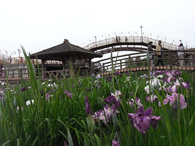 5月中旬〜6月中旬まで毎年茨城県潮来で行われている<br />あやめ祭りに行ってまいりました♪<br />ほんとは別の場所に行こうと思ってたんだけど<br />あいにくのお天気ということで今回はあやめ（*´ー｀*)<br /><br />帰りに成田で土曜日の夜18:30-21:00しか営業していないという<br />幻の行列らーめん屋さんへ！！！<br />お店に到着してから１時間後にやっとらーめんが！<br />『とんこつ』ならぬ『とりこつ？』でコクがあるのにあっさり<br />してました！<br />店内にはラーメン王らしき方々の色紙がありましたが<br />まぁ1時間ならぶ程じゃないかなーなんて思ったり。。。<br />http://r.tabelog.com/chiba/A1204/A120401/12006945/<br />食べログの評価は高い!!!<br />