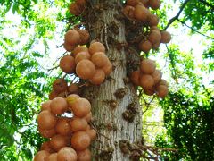 OAFU−11　フォスター植物園で巨木と対面　☆広島・鎌倉記念碑もあって