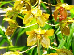 OAFU−12　フォスター植物園で会った花々たち　☆ラン用温室も立派に