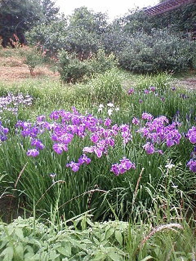 以前から計画していた農園に行って来ました。<br />「杉・五兵衛」 http://www.sugigohei.com<br />わざわざ各停に乗り女８人ぶらり農園散策です。<br />霧の様な雨の中、緑が目に鮮やかでした。<br />以下の収穫体験ができます。<br />４．５月→竹の子　　６月→ぐみ・山もも　　７月→すもも　　<br />８，９月→ぶどう　　９，１０，１１月→さつまいも<br />１０，１１月→かき・みかん<br />その他　いろんな野菜、お花が観賞できます<br />農園料理のバイキングも（＾＾）