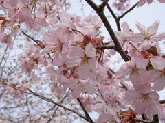09年5月16日　釧路にも桜咲く頃　