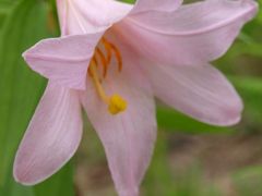 「 中 浦 ヒ メ サ ユ リ 森 林 公 園 」 の小さな旅 ＜ 新潟県三条市 ＞