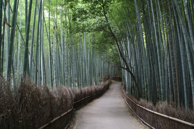 新型インフルエンザの影響で、誤解もあって京都は今閑散としています。嵐山や嵯峨野はどんな状況か見てまいりました。<br /><br />確かに想像以上に閑散としています。<br />マスクをしている人もほとんどいないし、感染も拡大していないのに、風評被害の大きさが感じられます。<br /><br /><br />見方を変えますと、京都観光は今がチャンスです。<br />こんなに静かな人の少ない京都を体験できるのですから。<br /><br />ここ数日で観光客も徐々に増えてきているようです。<br /><br /><br />