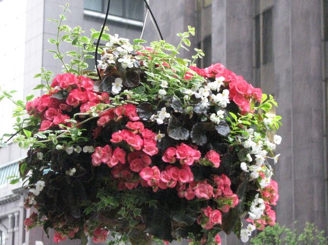 5月31日、午後2時半過ぎに小雨降る丸の内仲通りを歩いた。<br />その通りには「ハンギングフラワーバスケット」が飾られていた。 晴天時に見るよりも曇天・少雨時に見るほうが「ハンギングバスケット」に惹かれやすいようだ。 しかも、通りには少しばかりの彩を添えていてその存在感を示していた。<br /><br /><br /><br />*丸の内仲通のハンギングバスケット