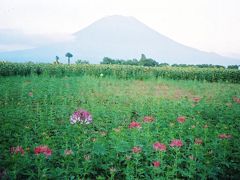 ☆北海道の日本百名山　＜後方羊蹄山（えぞ富士）１８９８ｍ＞