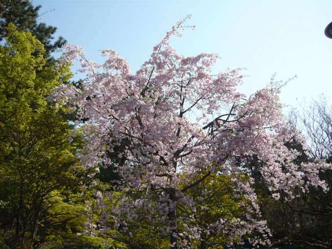 京都の花見の名所の一つ、円山公園周辺を散策致しました。散り始めとは言え人気のスポットなので流石に賑やかでした。