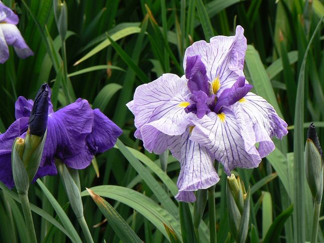 大村公園に菖蒲を見に行きました。<br />2、3日前から満開で、それはそれは壮観でした。<br /><br />長崎からJR快速シーサイドライナーで大村へ。<br />「大村駅前」から県営バスに乗り、大村公園の最寄の「市役所前」で下車。<br /><br />大村公園は、大村氏の居城・玖島(くしま)城があった場所に整備された公園です。<br />公園内の花菖蒲園は、城の長堀および南堀の跡を利用して造られています。<br /><br />入場料は無料です!!