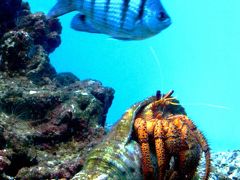 OAFU−40　ホノルル水族館の魚たち多彩に　☆綺麗さに熱中！