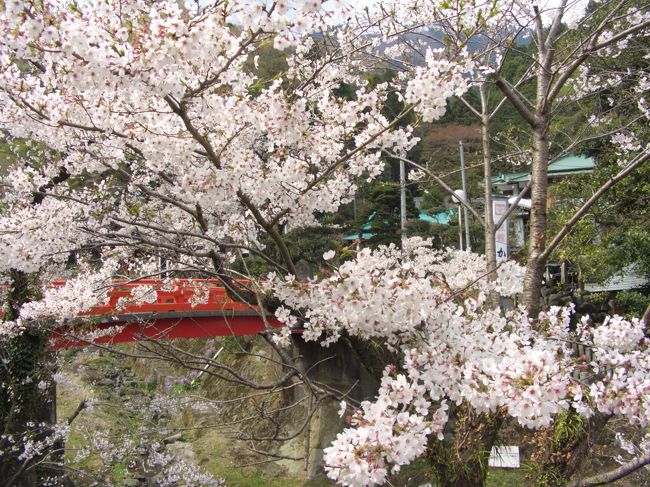 大山桜を見る。<br />＆<br />大山豆腐を食べる。