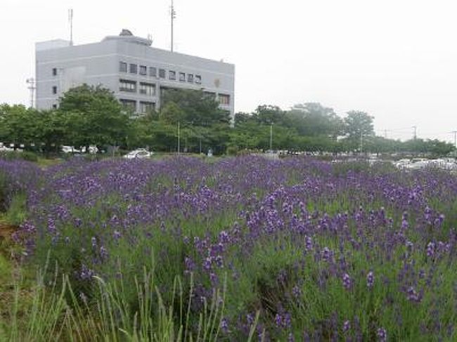 今年は全体的に花の開花が数日から一週間は早いので<br />毎年行われる菖蒲町ブルーフェスティバルに行ってみた。<br /><br />ブルーフェスティバルは菖蒲町役場周辺のラベンダー・アジサイ・アヤメが中心のまつりです。<br /><br /><br />作成中