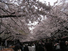 上野と新宿御苑の桜見物へ