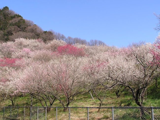 梅のお花見＆ハイキング<br /><br />【行程】<br />高尾駅→甲州街道から旧甲州街道が分岐する「西浅川」交差点→「西浅川児童遊園」→国道20号を小仏川の左岸に沿った道へと折れる→河岸に梅並木「遊歩道梅林」→畑地の中を抜ける小径→旧甲州街道→小仏関所跡→高尾天満宮→中央本線のガードのトンネル→「木下沢梅林」→小仏のバス折り返し場→「小仏梅林」→小仏のバス折り返し場→＜バス＞→高尾駅<br /><br />高尾駅からのんびり梅をめでつつ歩くと二時間くらいのコースです。