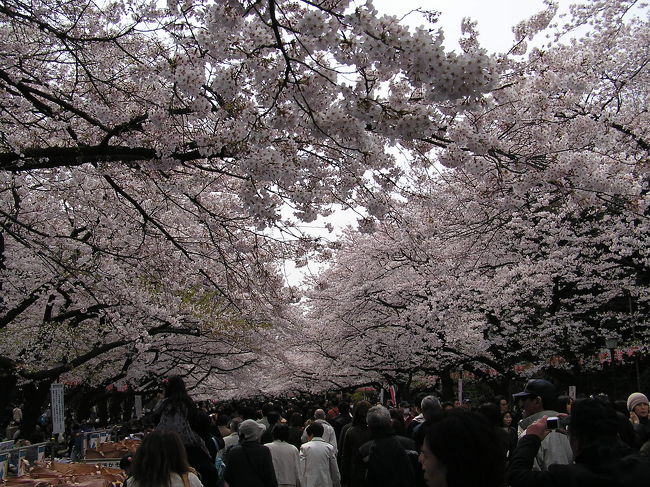 【行程】<br />上野→新宿御苑<br /><br />都心の桜のお花見<br />桜も人もいっぱいでした。