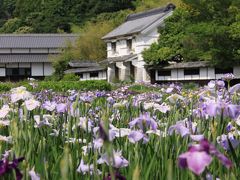 ■加茂花菖蒲園　＜静岡県＞