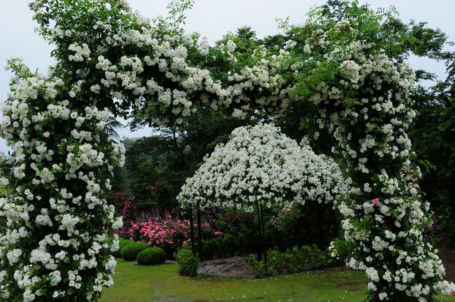 クラブツーリズムのカルチャー旅行センター「オールドローズとつるバラの庭園　双葉バラ園を訪ねて」に参加してきました。<br />私にとって、添乗員さんのいる国内バス旅行というものに初めて参加しました。<br />現地の滞在時間の設定など、普段の行動パターンと違うので、意外に思うところもありましたが、あいにくの雨模様にもかかわらず、バラの季節終盤戦を楽しんできました。<br /><br />7：45上野集合<br />8：00出発<br />途中１回休憩で<br />11：15双葉バラ園到着<br />昼食<br />14：45までバラ園見学<br />途中１回休憩で<br />18：15上野駅到着