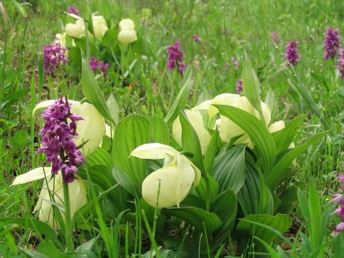 53 礼文アツモリソウ y*a様 アツモリソウ(礼文アツモリ草)