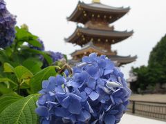 長慶寺　　紫陽花が綺麗です。