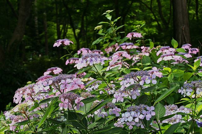 今年は紫陽花を何処に観に行こうか・・・<br />いろいろ考えた末に、6月12日、土方歳三の菩提寺である<br />高幡不動尊（正確には“高幡山明王院金剛寺”という）に<br />行って来ました。