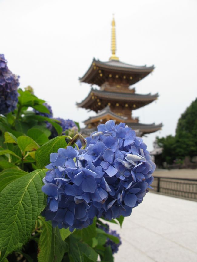 大阪府泉南市にある「長慶寺」に紫陽花を見に行ってきました。<br />アジサイ寺と呼ばれ親しまれています。<br />曇天でしたが綺麗に咲いた紫陽花でした。