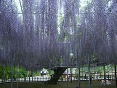 東北に桜のおっかけ?　佐野　足利