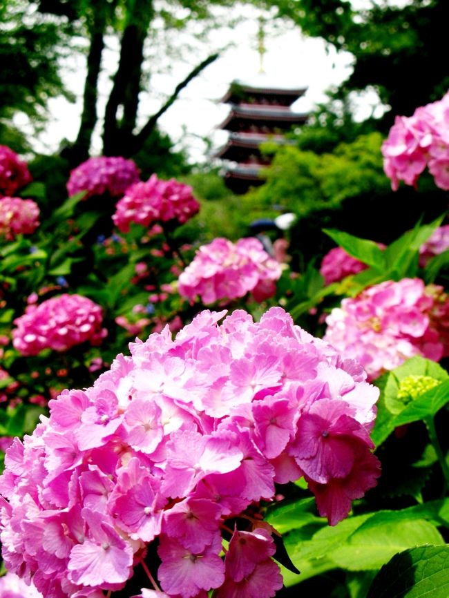 ●本土寺の花菖蒲と紫陽花　　千葉県松戸市<br /><br />700年余の歴史を持つ日蓮宗の古刹、本土寺には100本のサクラ、5000株のハナショウブ、1万株のアジサイ、1000本のモミジがあるそうです。<br />ハナショウブは見頃が続き、アジサイは開花が進んできました。<br /><br />本土寺については・・　　http://www.hondoji.com/ <br />