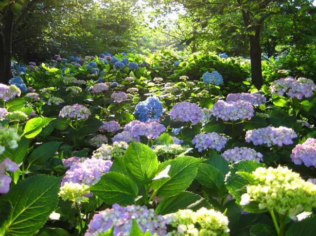 アジサイの丘を中心に200種10,000株が植えられている公園にまた行ってきました。<br />上旬より多くの花が色とりどりに咲いていました。<br /><br />この公園では、和品種、外国種、欧州に渡り品種改良された西洋アジサイ種が見られます。<br />ここでは主に和品種と外国種をご紹介します。<br /><br /><br />■西洋アジサイ種はこちら<br />http://4travel.jp/traveler/okaka/album/10347082/<br /><br />