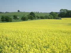 Cotswolds　北部を案内してもらいました