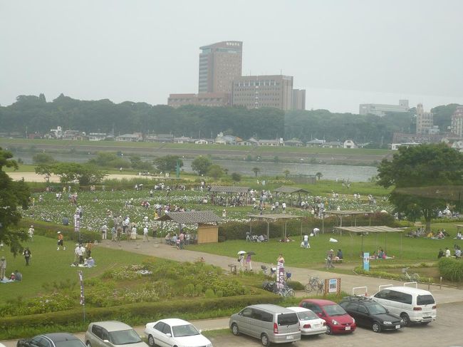 小岩菖蒲園の写真です。<br /><br />江戸川の河川敷にあるこの菖蒲園は<br />解放感があって、お気に入りの場所です。<br /><br />菖蒲祭り開催中は、たくさんの人が訪れます^^