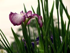 今年も裏の田畑の菖蒲まつり・2009