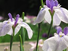 初夏の智光山公園で花菖蒲を