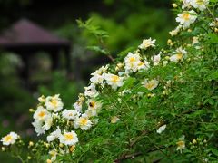 花フェスタ記念公園　バラ巡り（２）