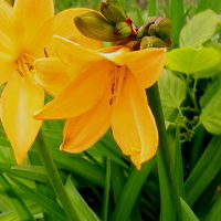 礼文島マイペース  お泊り作戦（海憧・うーにー・知床・桃岩荘）