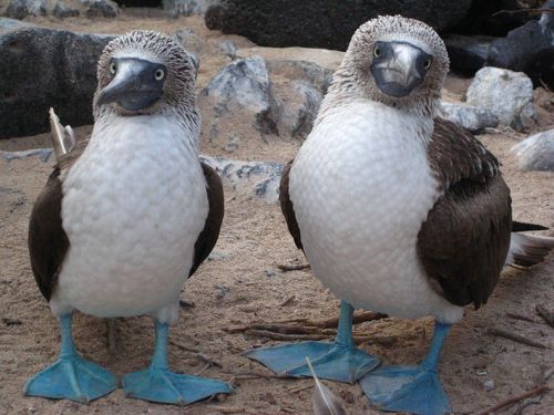 ☆動物達の島・Galapagos諸島で貴重な体験②☆』ガラパゴス ☆動物達の島・Galapagos諸島で貴重な体験②☆』ガラパゴス