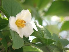 明石・観音寺の沙羅の花