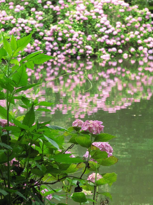 去年の今頃、名物の花菖蒲を見に智光山公園を訪れたとき、あじさいはまだ咲いていませんでした。<br />今年も智光山公園のあじさいはまだかもしれない、とダメもとで足を伸ばしてみて、菖蒲より断然、気に入りました@<br />花菖蒲の方がやや期待はずれだっただけに、嬉しい誤算@<br />いや、花菖蒲とあじさい、両方楽しめて、二倍いい思いをできた、と言い換えましょう。<br /><br />先日訪れたとしまえんのあじさい園は、広くていろんな品種があって、やっぱり私の中ではダントツのお気に入りですが。<br />今年は智光山公園のあじさい園も、それに引けを取らないくらい気に入りました@<br /><br />智光山公園のあじさい園も、ガクアジサイと手まり咲きの西洋あじさい園に分かれていました。<br />どちらも斜面にぎっしり密集していて、大感激。<br />だって、私の好みの写真───PowerShot SX 200 ISの12倍ズームを駆使して、一部だけピントを合わせた花を前景あるいは中景に配置し、背景にたくさんのぼかしを入れるやつ───を撮るのに好都合な立地なんですもの！<br /><br />ガクアジサイの方はだいたい３種類くらいありました。<br />まわりの装飾花も真ん中の両性花も白くて、装飾花はちょっと三角ぎみに咲いていて花びらがぎさぎざのタイプ。<br />それからまわりの装飾花は白にほんのりピンク、真ん中の両性花は水色。<br />そして、まわりの装飾花も両性花もしっかり水色タイプ。<br />ほかにもヤマアジサイっぽいのがちょっとだけありました。<br />どれも品種名は分からず。<br />としまえんで見たことがあるようなないような@<br />としまえんで見たのと同じなら品種名が分かるのですが、同じだ！と自信を持って言えるのはなく……。<br /><br />そして、水辺のアジサイです！<br />智光山公園のひょうたん池のそばに見事なピンクの西洋アジサイがありました。<br />地上の姿はもとより、水辺に映る姿とのコンビネーションの見事なこと！<br />池をまわりながらアングルを変えて、何枚も何枚も写真を撮ってしまいました。<br /><br />※本日（2009年６月14日）の旅行記は２本立て@<br />&amp;amp;#9744;初夏の智光山公園で花菖蒲を<br />■初夏の智光山公園であじさいを<br /><br />狭山市公園管理事務所サイトの智光山公園のページ<br />http://www.city.sayama.saitama.jp/kakuka/kensetu/kouen/hp/park/shokai/chikouzan/chikouzan.htm<br />「子供と一緒に遊びに行こう！」の智光山公園のページ<br />http://santa.cside.com/kouen/tikouzan.htm<br />「旅に行きた隊！」の智光山公園のページ<br />http://quetzal.gozaru.jp/q010/sy01.html<br /><br />※これまでのあじさいの写真<br />2009年<br />５月21日〜６月13日<br />「我が家のあじさい開花記録・2009」<br />http://4travel.jp/traveler/traveler-mami/album/10346849/<br />６月９日<br />「今年もあじさいはとしまえんで（1）女性に捧げられたアジサイと宝石のような西洋あじさい」<br />http://4travel.jp/traveler/traveler-mami/album/10345691/<br />「今年もあじさいはとしまえんで（2）ちんまり可愛いヤマアジサイとやっぱりお気に入りのガクアジサイ」<br />http://4travel.jp/traveler/traveler-mami/album/10345692/<br /><br />2008年<br />６月７日〜６月22日<br />「今年の我が家と近所のあじさい」<br />http://4travel.jp/traveler/traveler-mami/album/10249608/<br />６月４日<br />「としまえんのあじさい祭り（１）咲き始めの「あじさい坂」から「あじさい宝石箱」」<br />http://4travel.jp/traveler/traveler-mami/album/10247956/<br />「としまえんのあじさい祭り（２）珍しいアジサイがいっぱい！　山あじさいの小径とあじさいトンネル」<br />http://4travel.jp/traveler/traveler-mami/album/10247959/<br /><br />2007年６月９日〜６月15日<br />「今年のターゲットは我が家のあじさい@」<br />http://4travel.jp/traveler/traveler-mami/album/10156923/<br /><br />2006年<br />６月15日〜６月23日<br />「初夏の東京・花めぐりは楽しいな@その３：私を心変わりさせた都心のあじさい」<br />http://4travel.jp/traveler/traveler-mami/album/10073091/<br />６月14日<br />「初夏の東京・花めぐりは楽しいな@その１：白山神社あじさいまつり」<br />http://4travel.jp/traveler/traveler-mami/album/10072588/