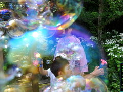 2009紫陽花シリーズ（1）法福寺