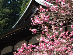 日光‐05  東照宮社務所前に咲く花々　☆石楠花亭で昼食