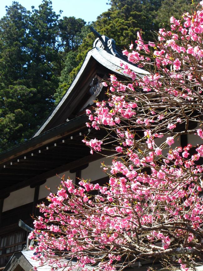 東照宮美術館の前庭に咲く花です。<br /><br />http://www.toshogu.jp/shisetsu/bijutsu.html<br />