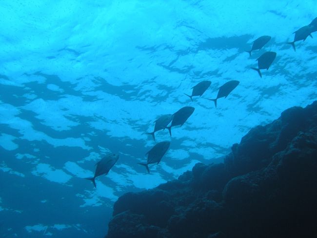 まぶしく焼け付く太陽を感じる島<br /><br />風と海と空だけでいい島<br /><br />水の旨さを実感しながら、鳥の王国、風の楽園、ひたすら海へ<br /><br />のんびり、ゆったりがぴったり(~_~)快適デス<br /><br /><br />ROTA SCUBA CENTER RUBIN ベテランガイドの山本博さん<br />http://rotarubin.com/<br />西港のすぐ前にショップ