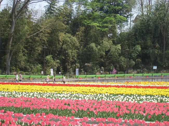 4月快晴 <br />初めて行ってみました。<br />もう少し 早く行くと桜と両方 楽しめそうです。